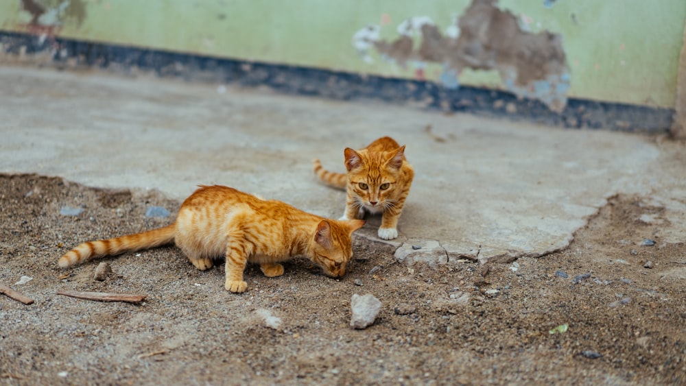 two brown cat on soil