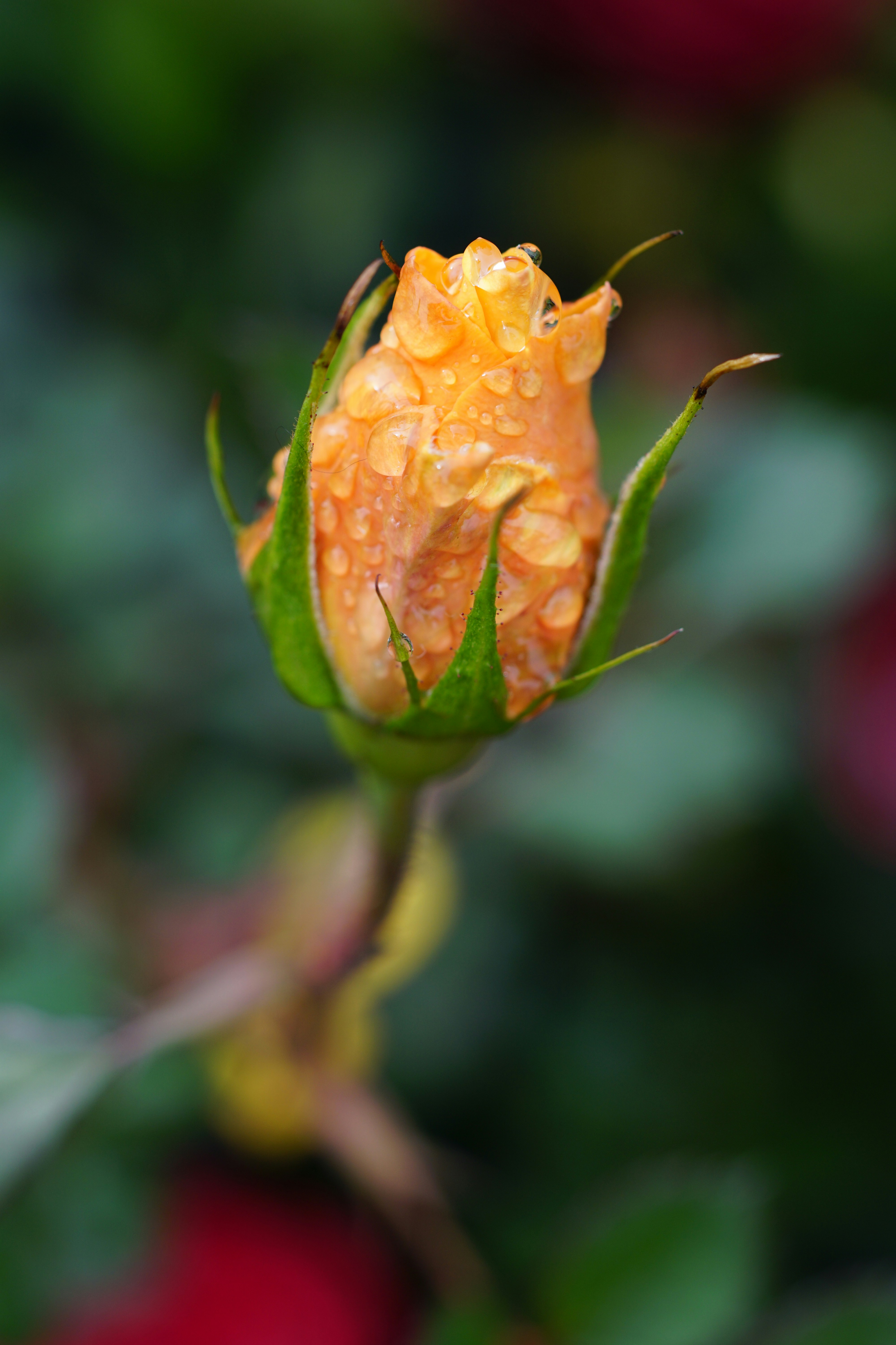 Free Unsplash photo from ken chan