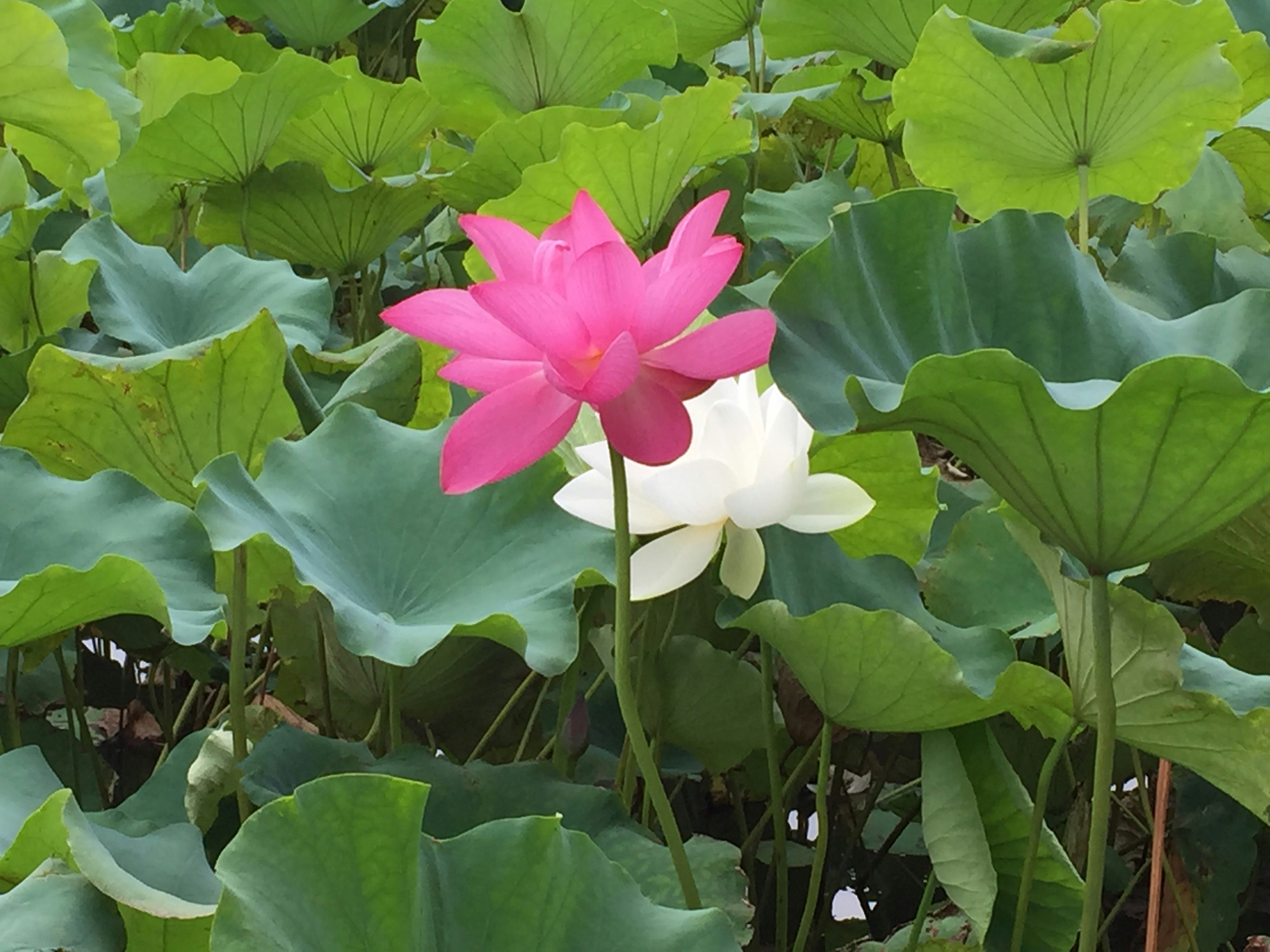 Free Unsplash photo from Niki Chen