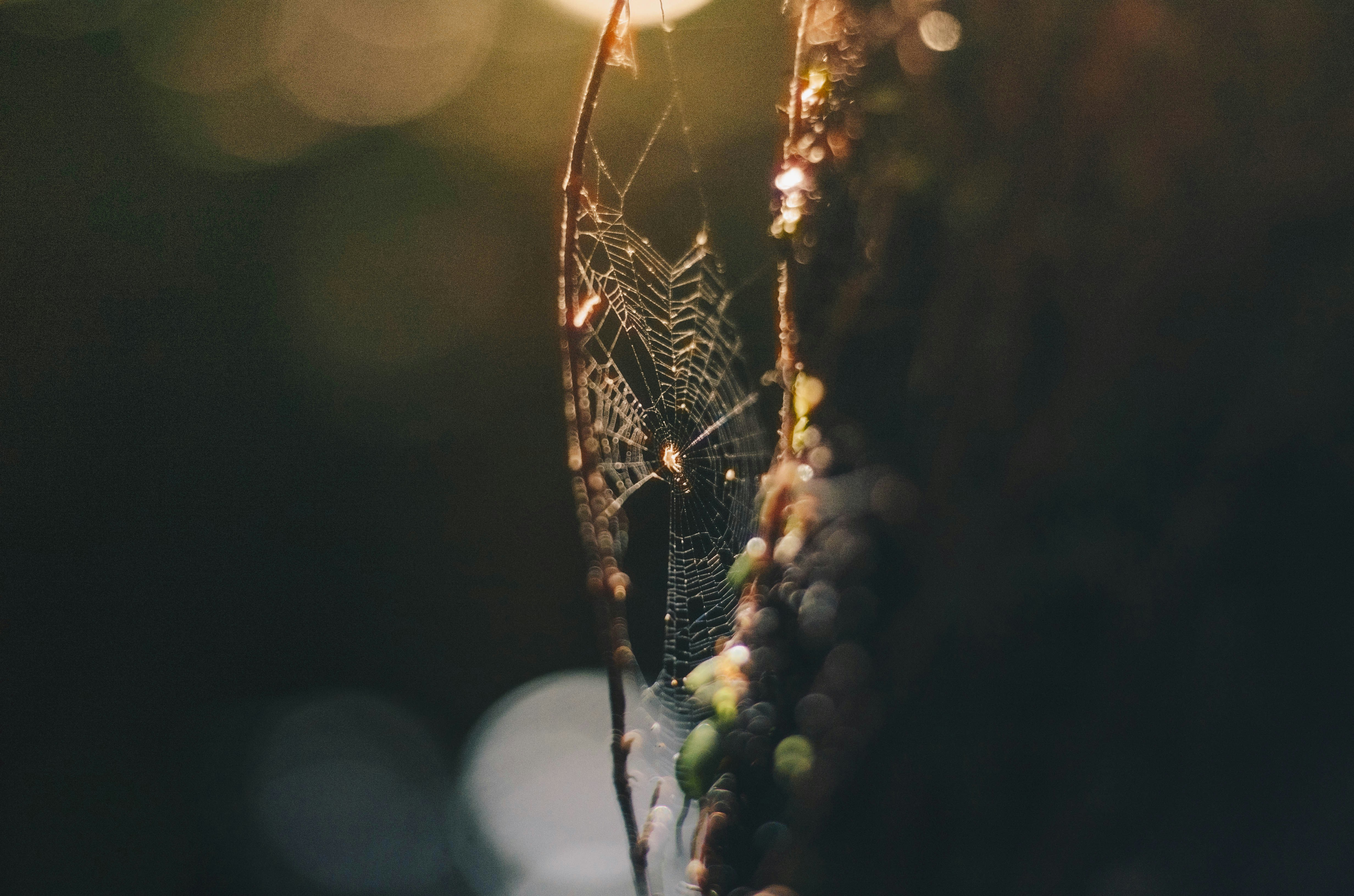 Free Unsplash photo from Dev Benjamin