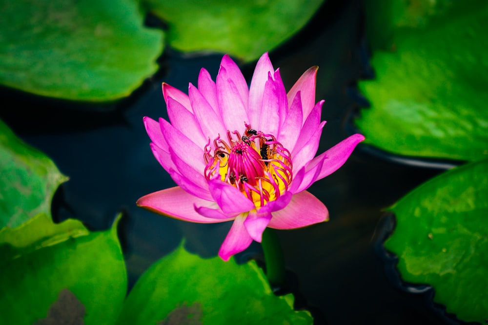 pink lily flower selective focus photography