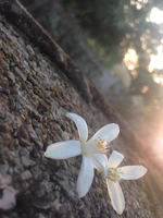 Soft golden-hour light illuminating a delicate chamomile flower resting on smooth travertine stone.