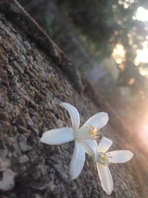 Soft golden-hour light illuminating a delicate chamomile flower resting on smooth travertine stone.