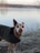 A small dog wearing a dark coat stands on a frosty ground near a calm body of water. The dog is looking directly at the camera with its tongue out, creating a playful expression. Bare trees and a blurry horizon form the background, suggesting a chilly day.