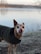 A small dog wearing a dark coat stands on a frosty ground near a calm body of water. The dog is looking directly at the camera with its tongue out, creating a playful expression. Bare trees and a blurry horizon form the background, suggesting a chilly day.