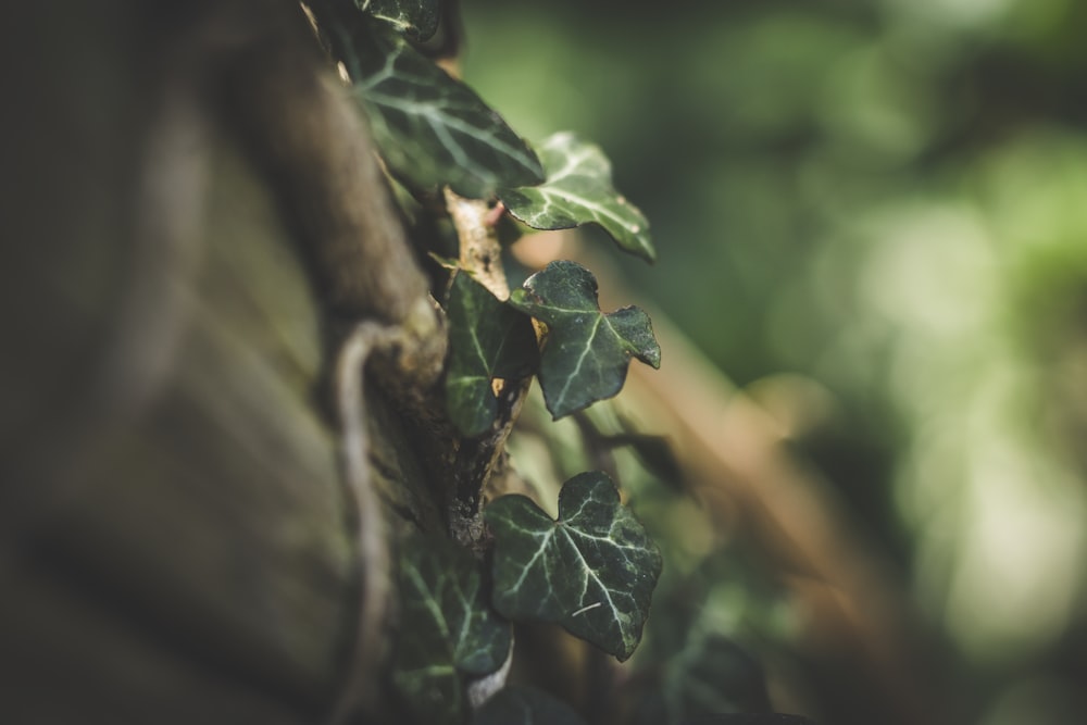 Fotografía macro de enredaderas de hoja verde