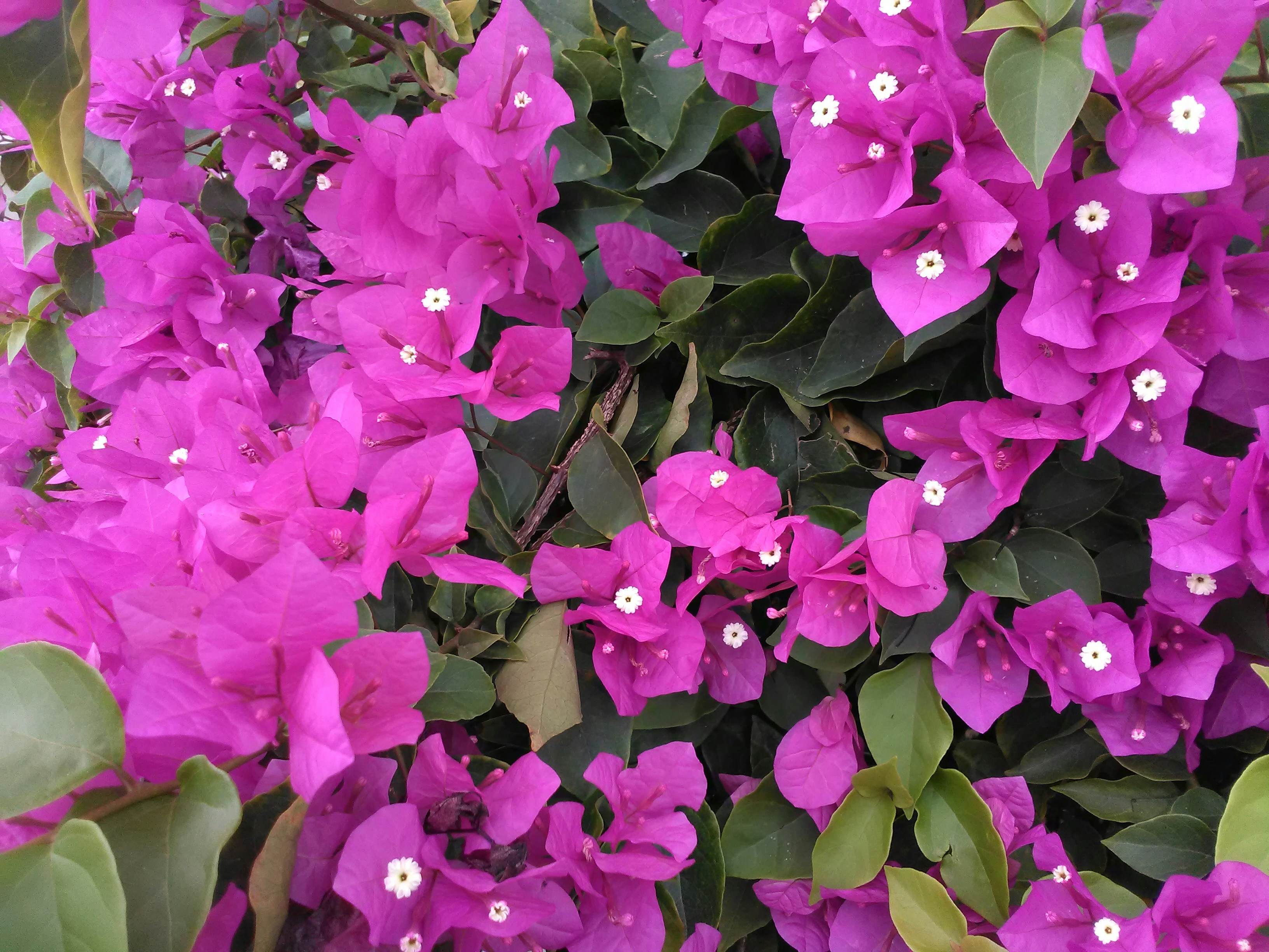 Free Unsplash photo from Magdalena  Focazzio