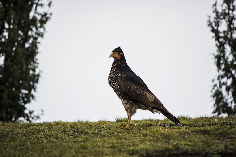 shallow focus photography of brown bird