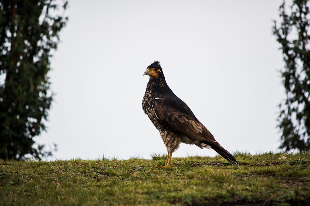 shallow focus photography of brown bird