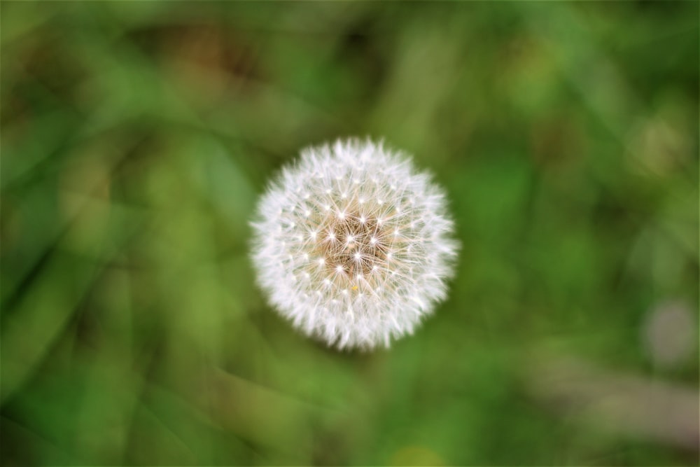 タンポポの花の接写写真
