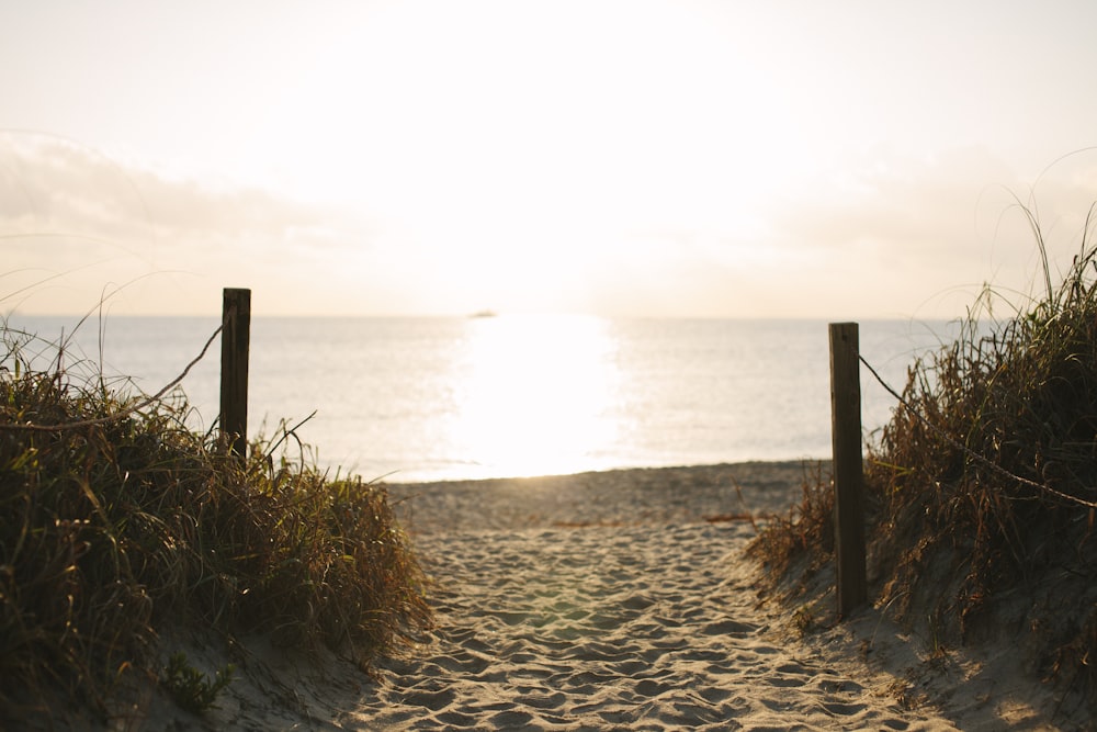 shallow photography of brown grass near body of water