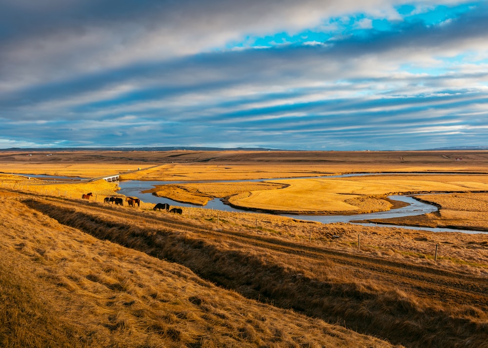 herd of animal near body of water under cloudy blue sky during daytime