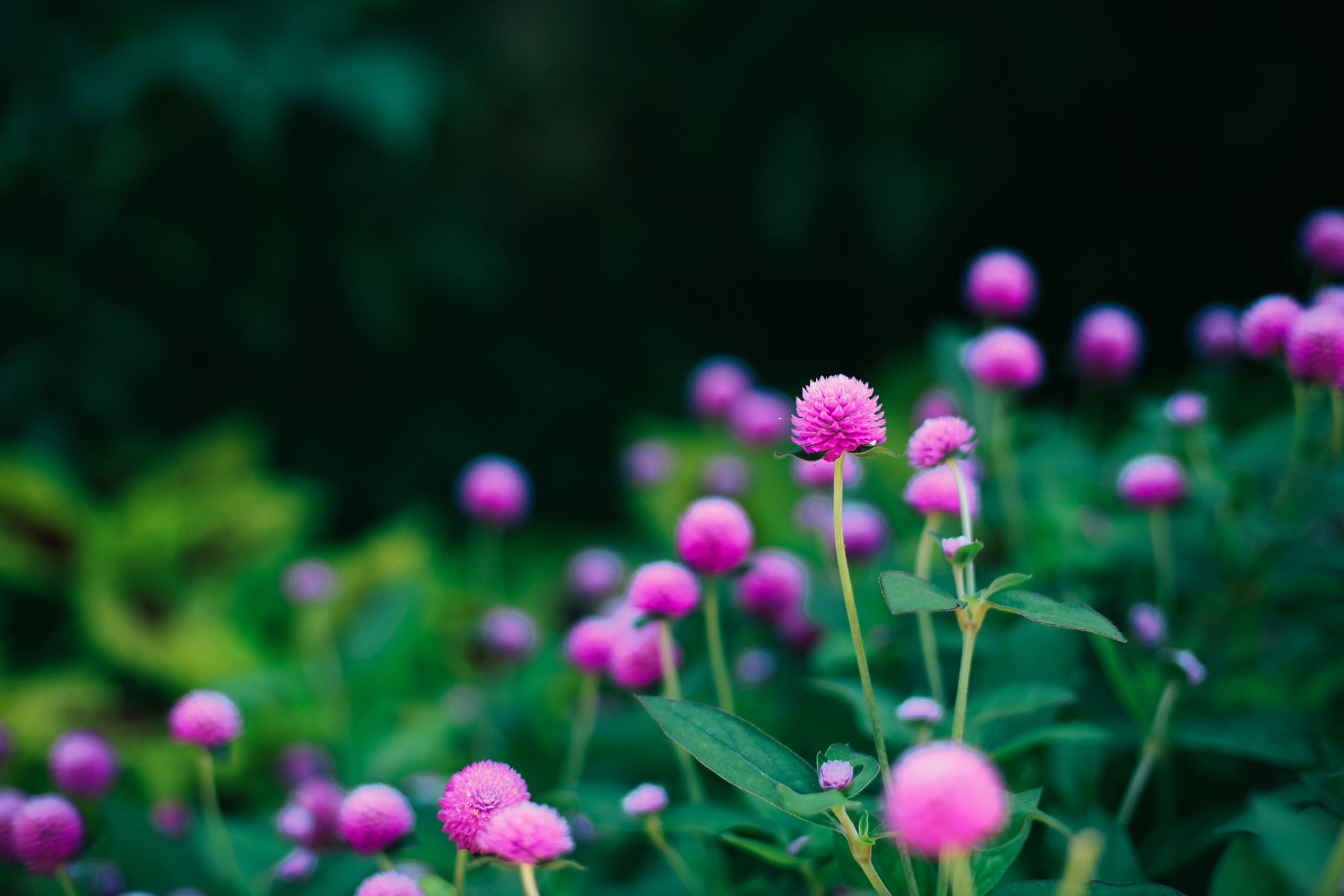 Free Unsplash photo from Jake Thacker