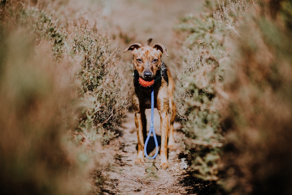 Photographie à mise au point peu profonde d’un chien brun