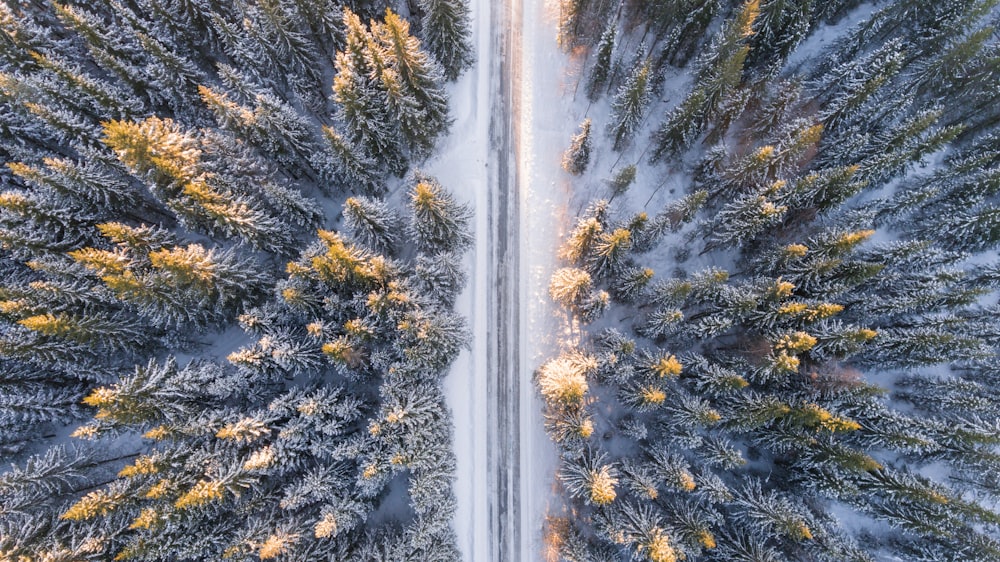 road surrounded of green trees during daytime