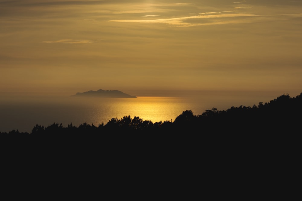 silhouette of trees near seashore