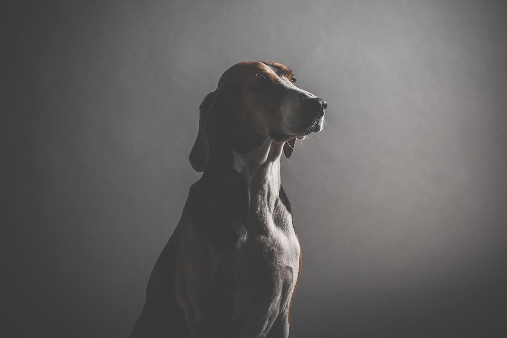 shallow focus photography of sitting dog