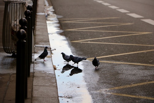Several pigeons are gathered around a puddle on a wet street. The scene includes a trash bin and black bollards lining the sidewalk. Yellow road markings are visible, indicating parking or no-parking zones.
