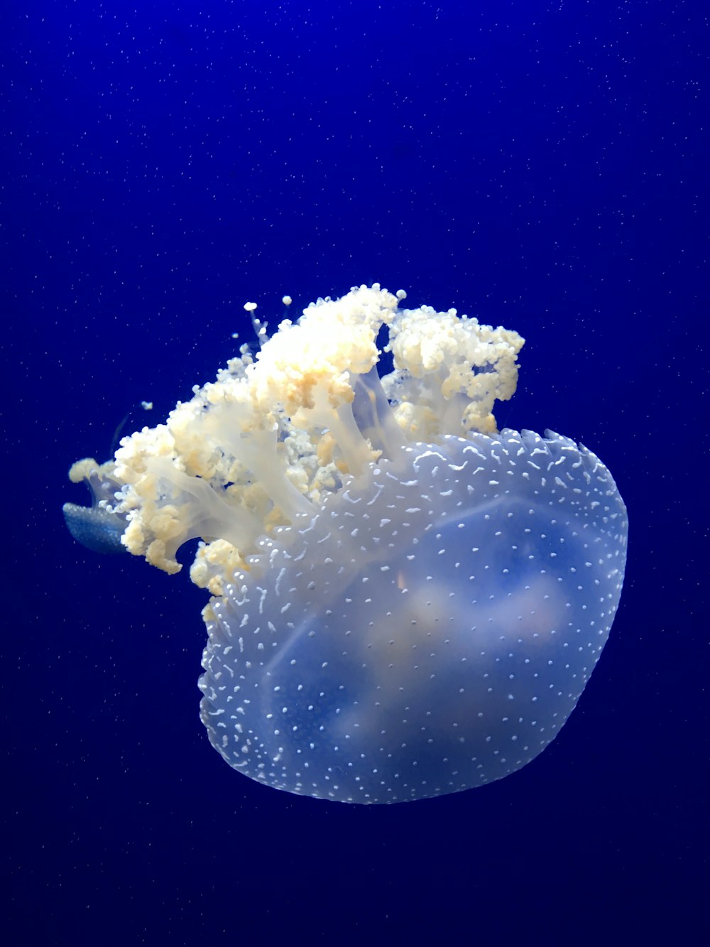 Fotografía submarina de medusas blancas