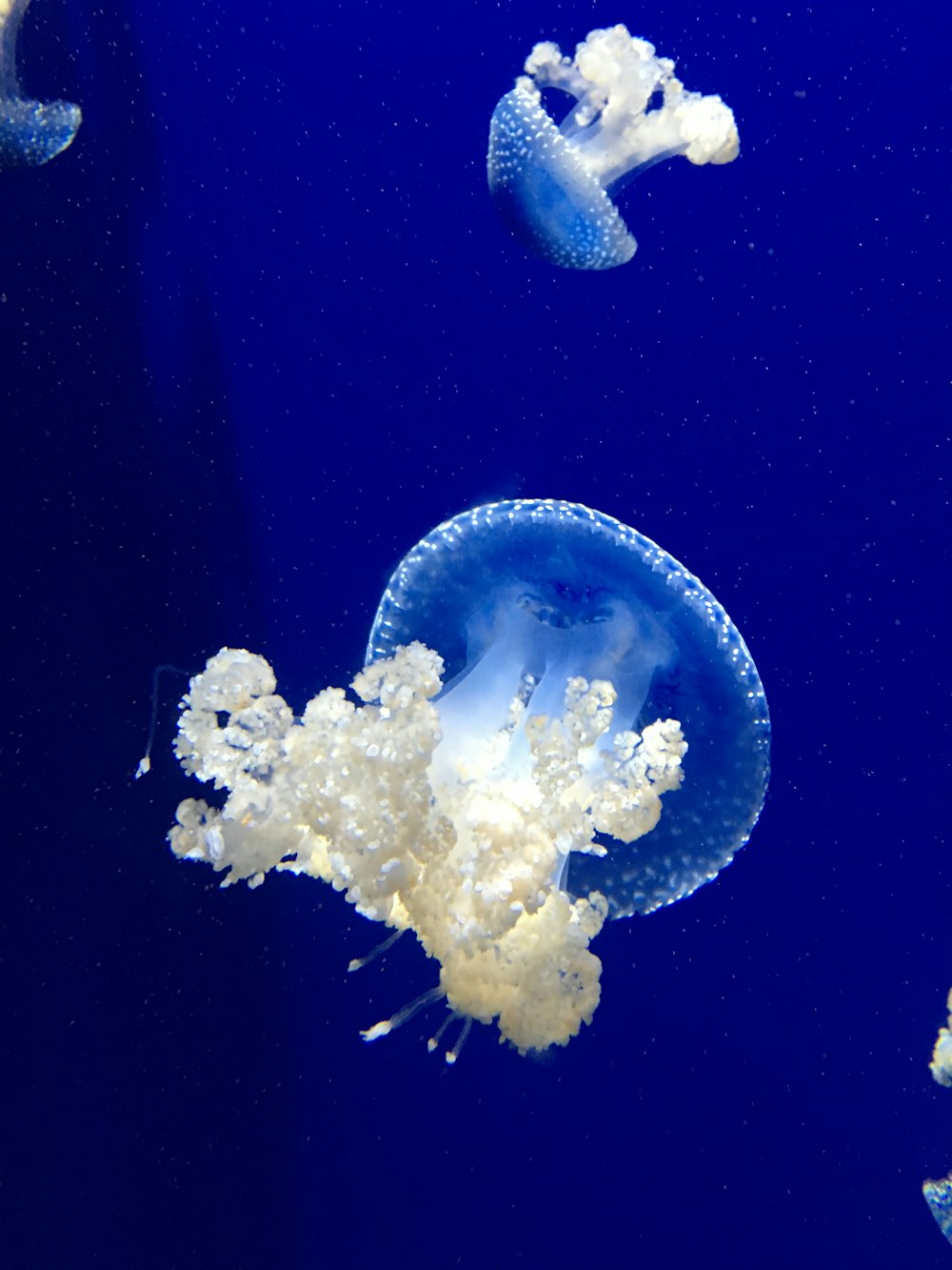 Dos medusas bajo el agua