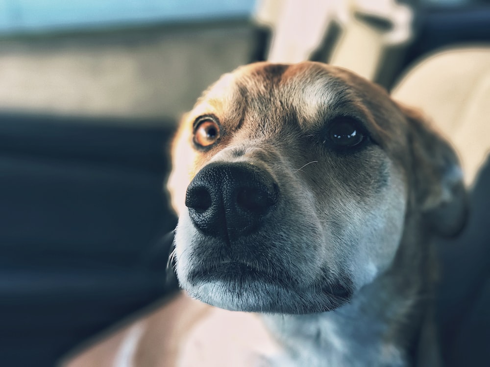 closeup photo of dogs face