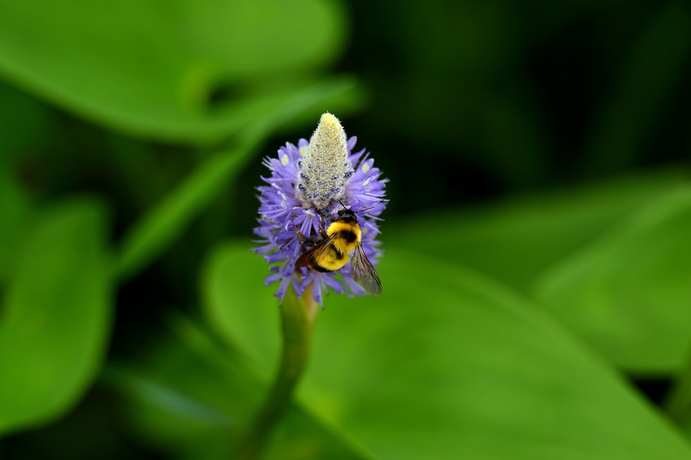 closeup photo of purple petaled flower