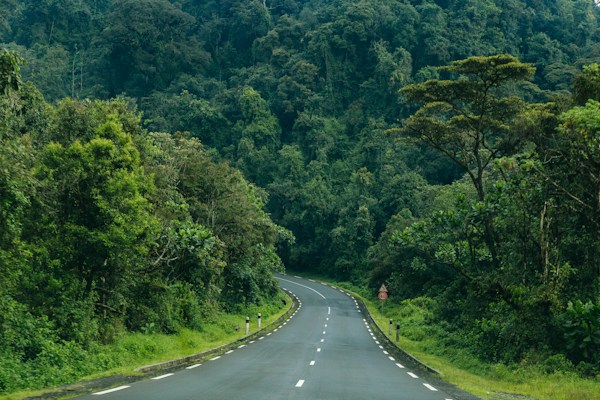 3 Days Nyungwe Forest National Park Chimpanzee Trekking