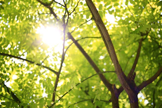 Sunlight filtering through jungle leaves onto the serene natural cenote pool surrounded by vibrant greenery.