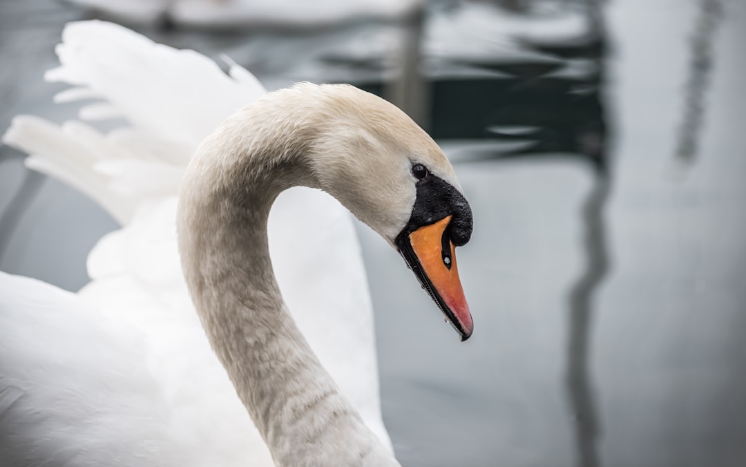 closeup photo of mute swan