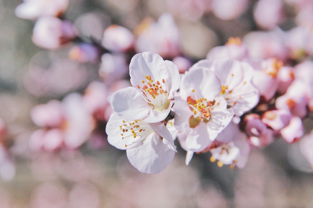 분홍색과 흰색 꽃잎이 달린 꽃의 선택적 초점 사진