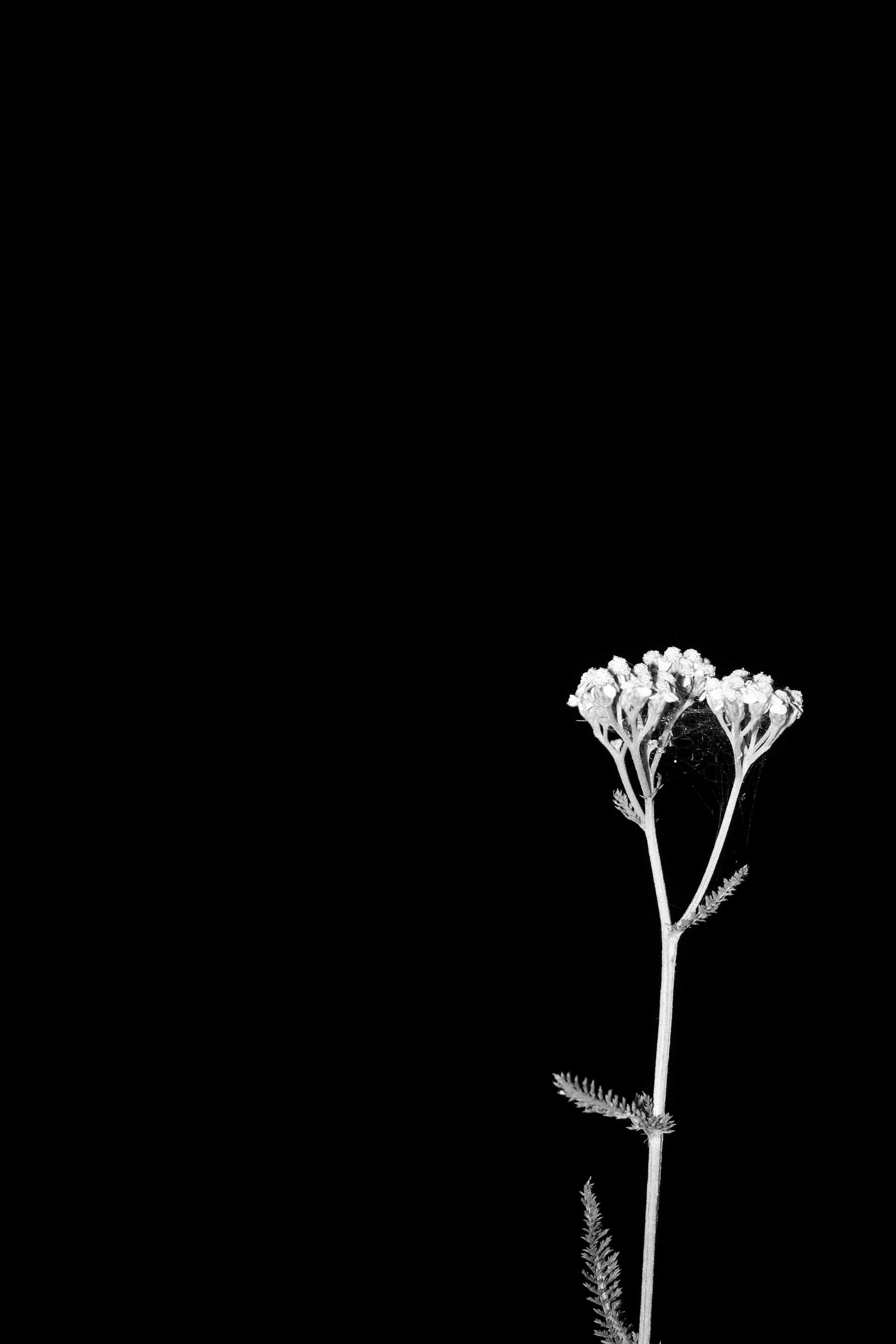 Free Unsplash photo from Jorg Karg