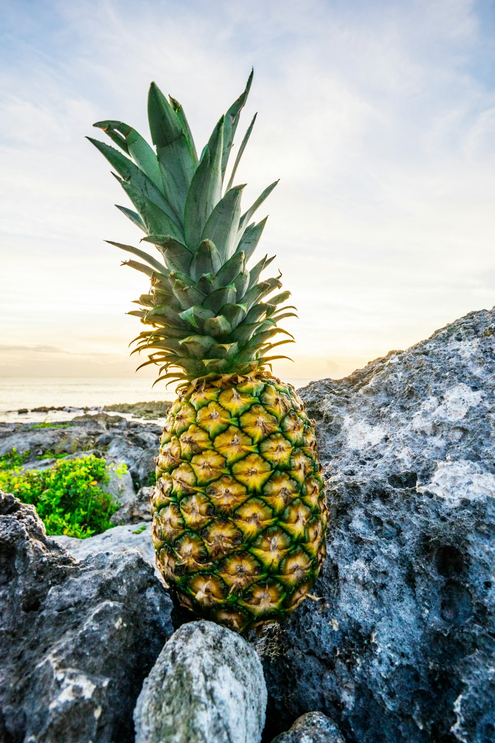yellow pineapple fruit on grey stones