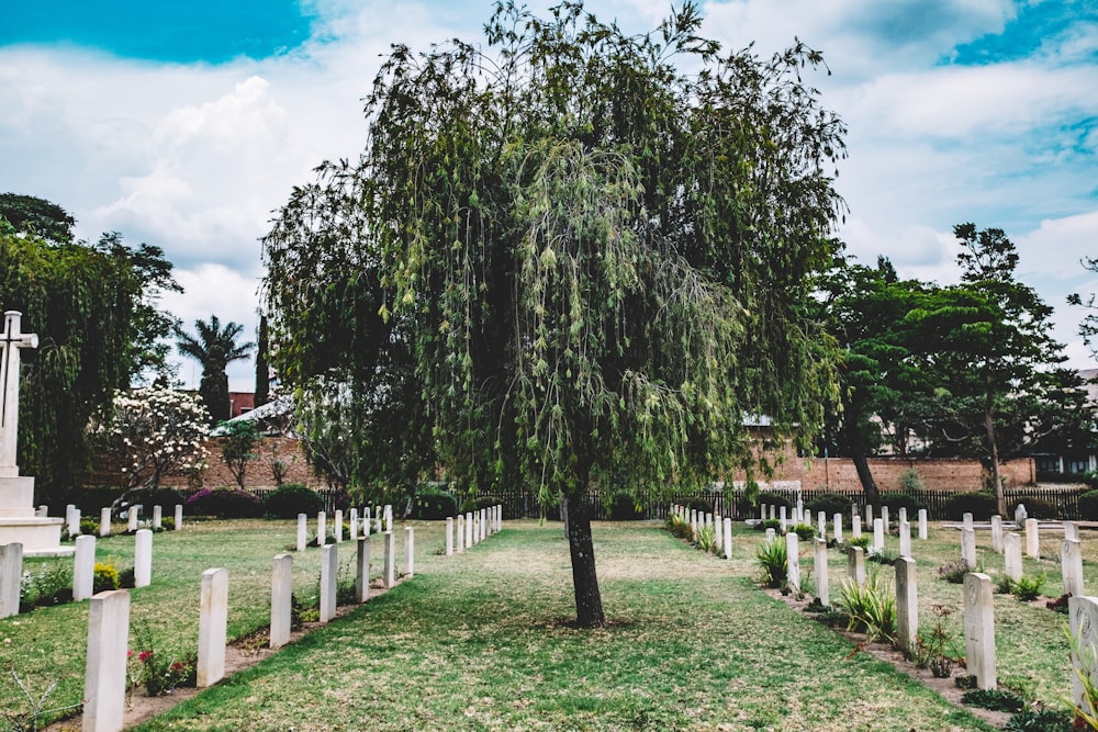 einsamer Baum auf Friedhof