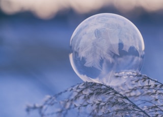 shallow focus photography of bubble on leaves