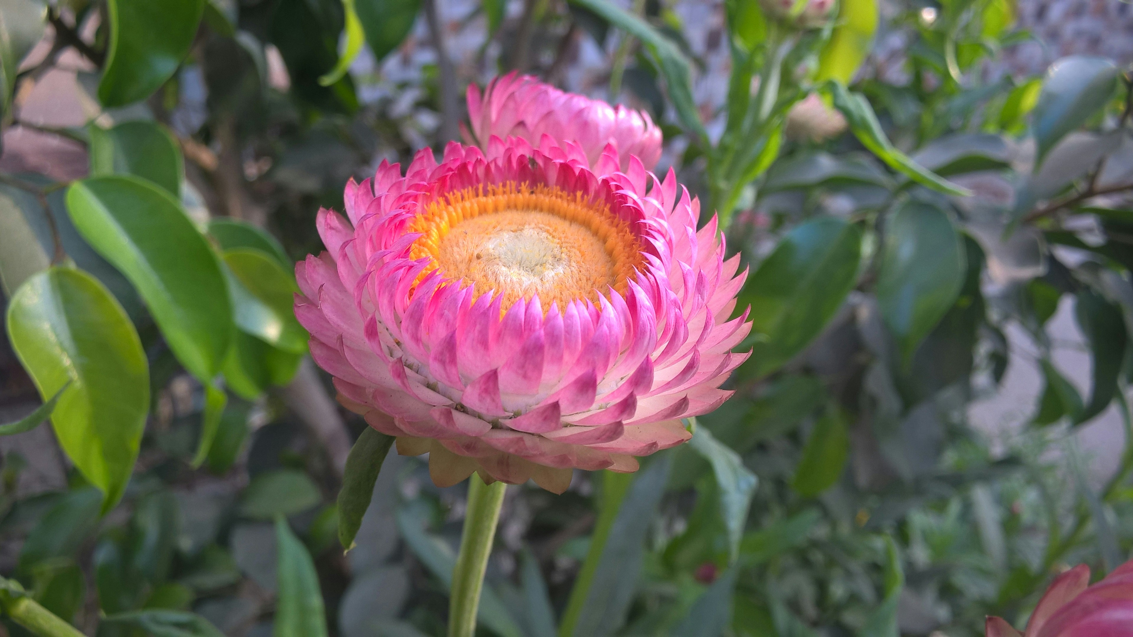 Free Unsplash photo from Vishal Bhutani