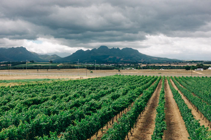 What to Do in Stellenbosch in a Weekend: A Complete 48-Hour Guide