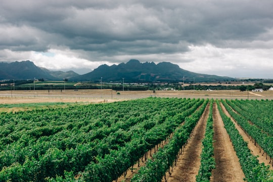 green plants on field under cloudy sky during daytime in Stellenbosch South Africa