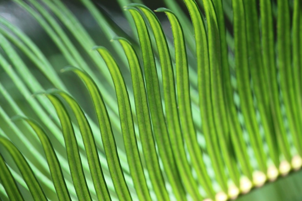 green leaves under sunny sky