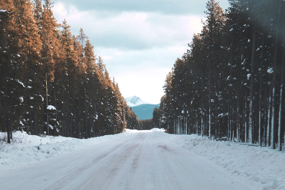 road filled with snow going to mountain between trees during snow