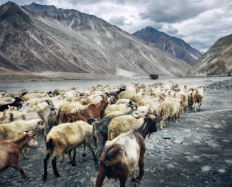 herd of goats walking beside lake near mountains