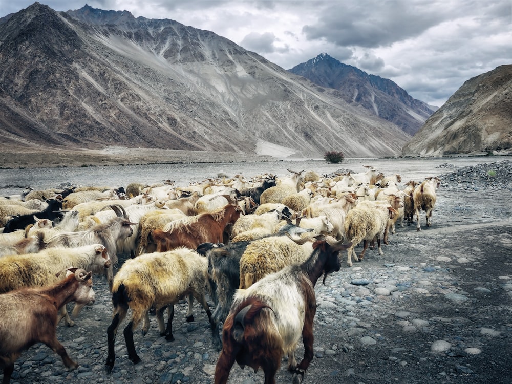 herd of goats walking beside lake near mountains