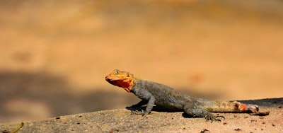 selective focus photography of gray and red lizard cameroon google meet background