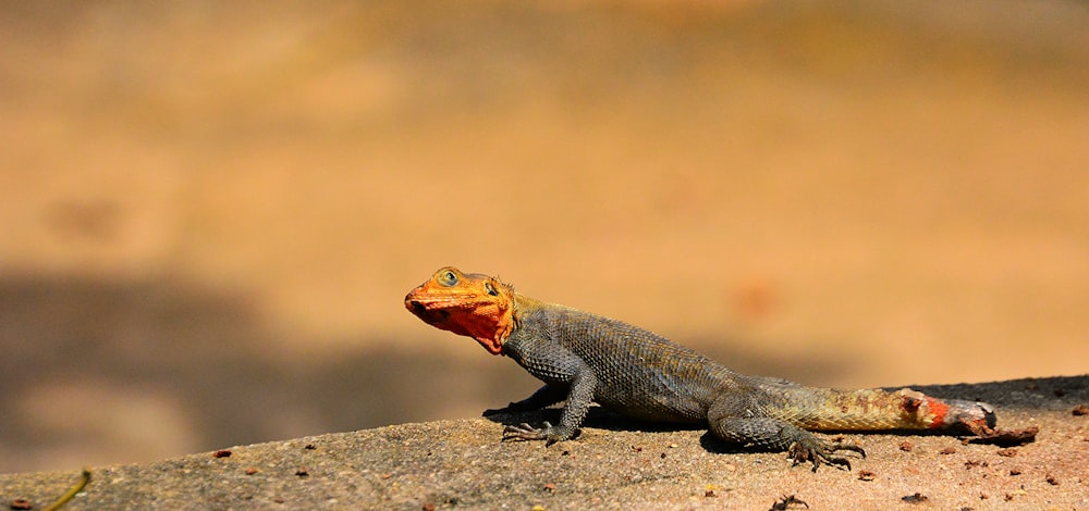 selective focus photography of gray and red lizard