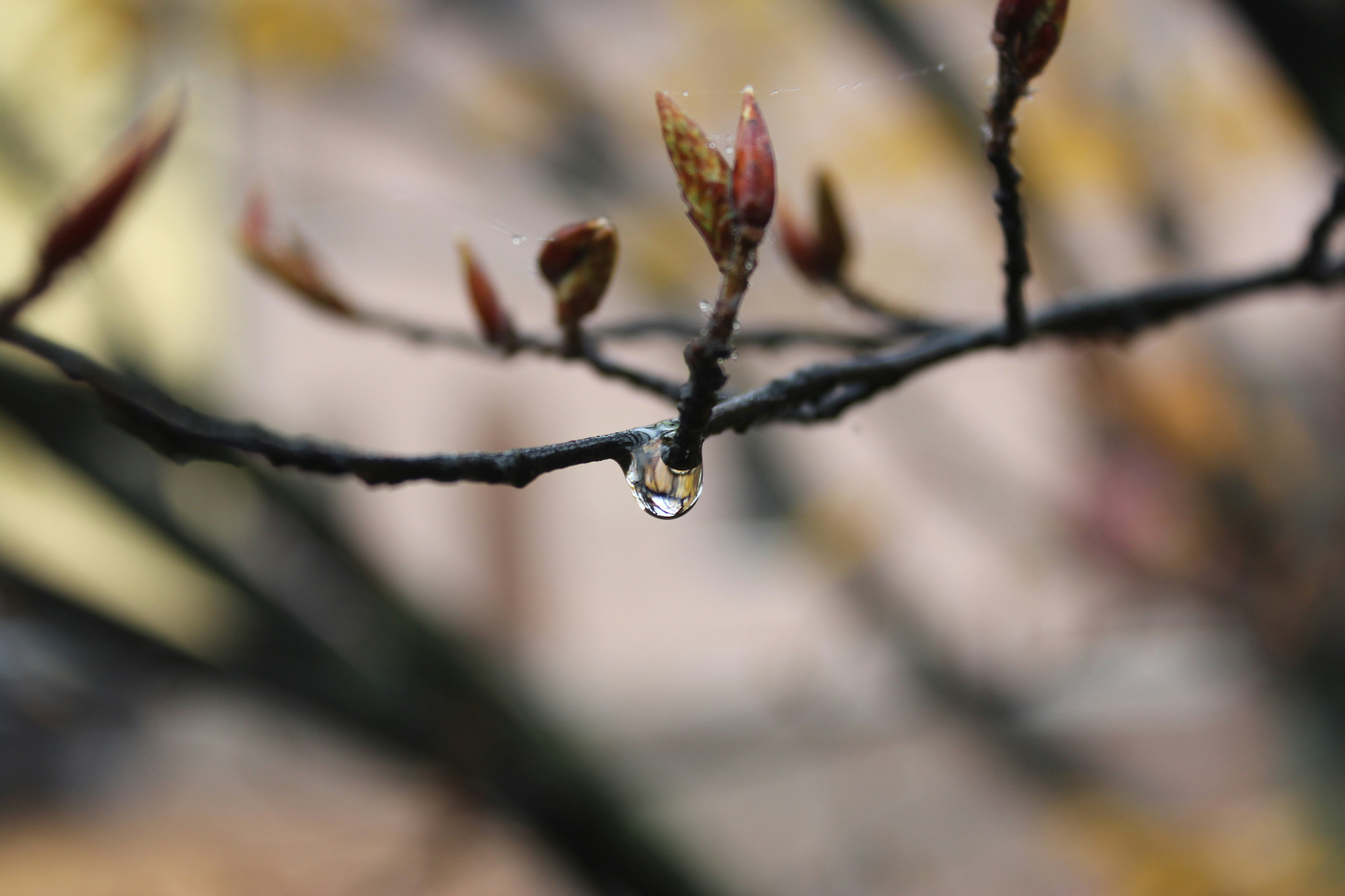 Free Unsplash photo from Michele Guan