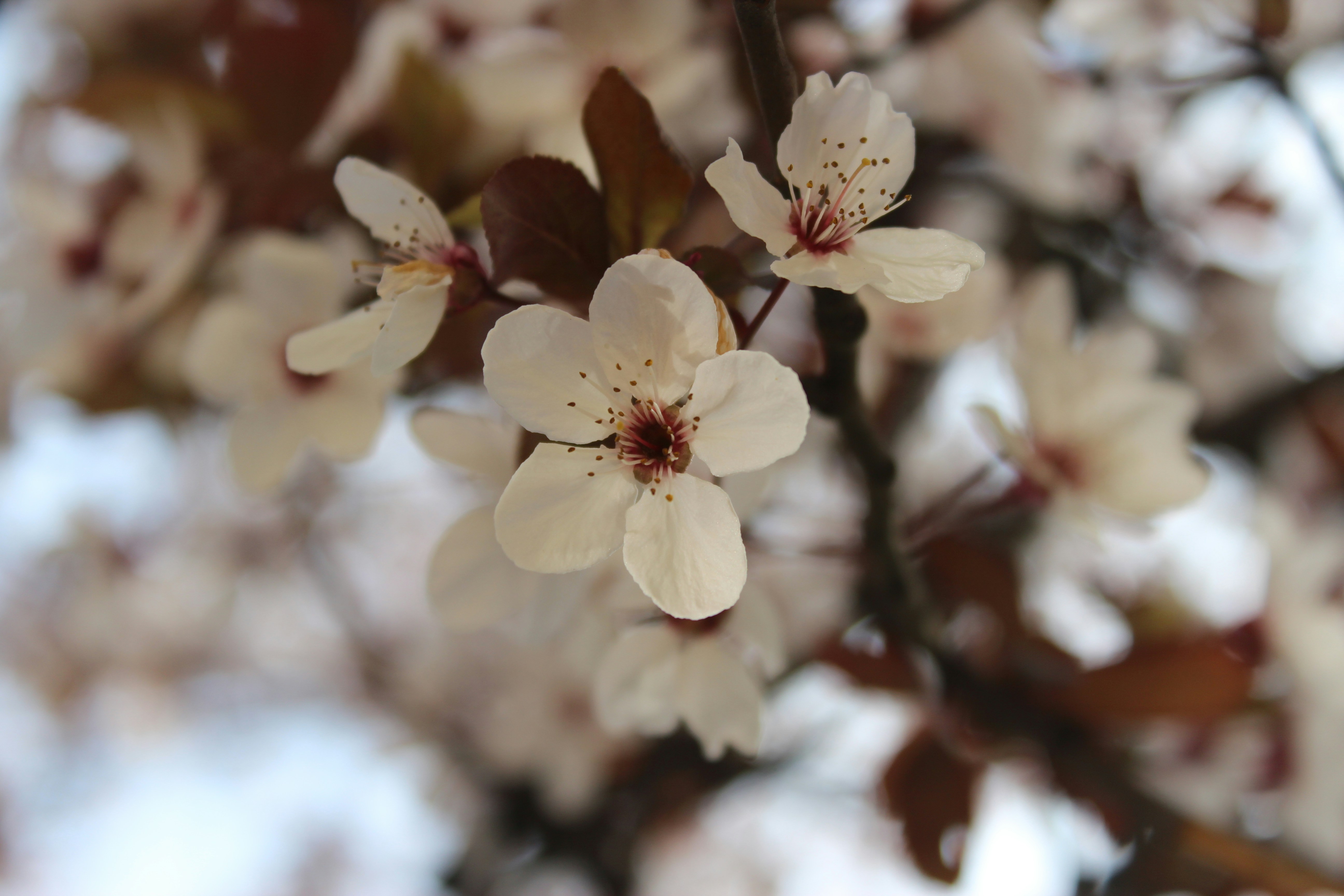 Free Unsplash photo from Michele Guan