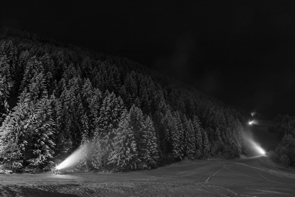 fotografia in scala di grigi di pini