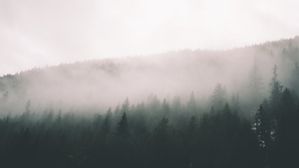 trees near mountain during foggy weather