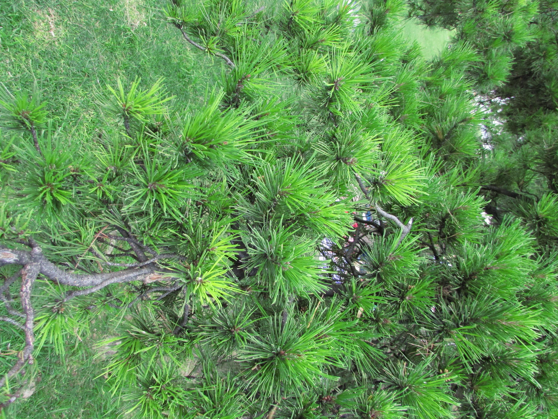 woman wearing yellow long-sleeved dress under white clouds and blue sky during daytime