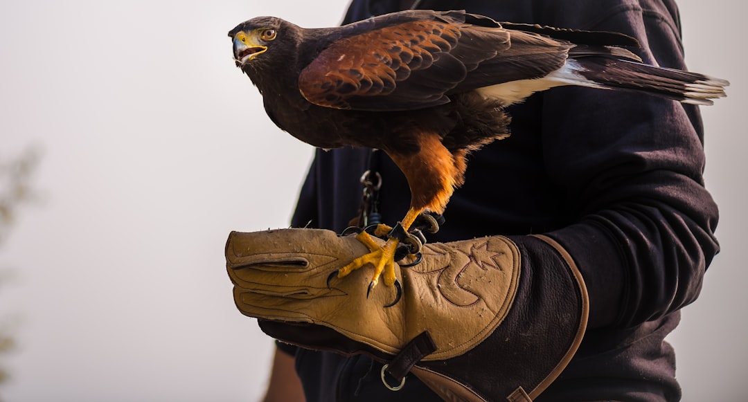 black bird on human hand