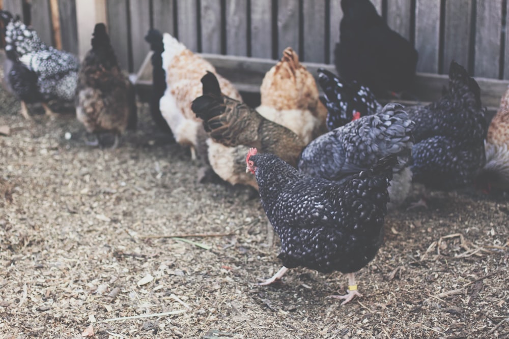 couvée de poulet près du mur